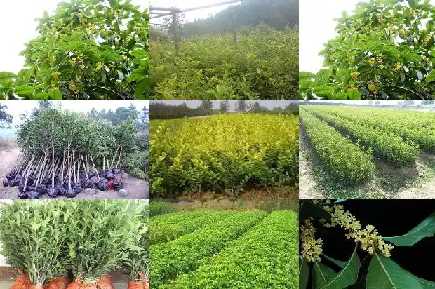 桂花树在什么时候移栽1690245503942