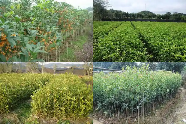 桂花树和茶花树的区别1685840386982