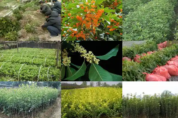 桂花树和茶花树的区别1685840387030