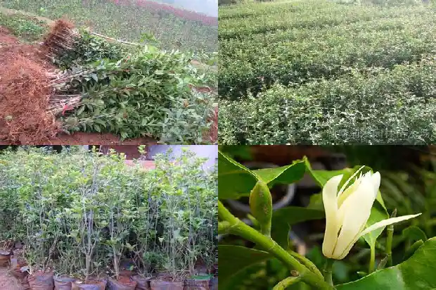 桂花树和茶花树的区别1685840387078