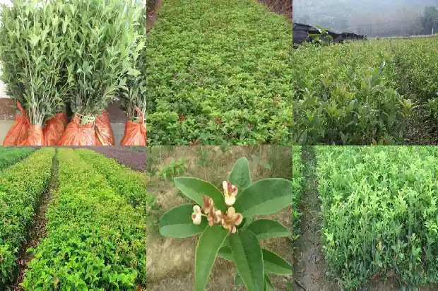 桂花和茶叶1685840396527