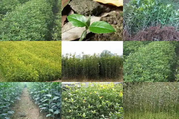 桂花和茶叶1685840396575