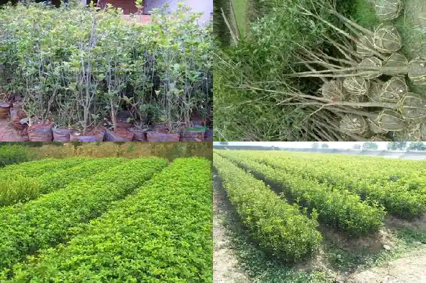 桂花和茶叶1685840396623