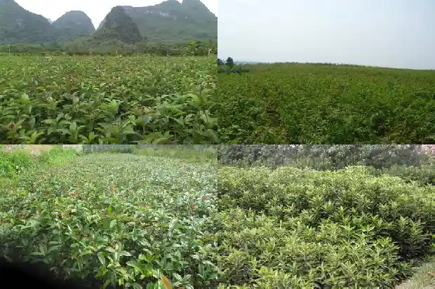 桂花和什么在一起泡茶好1689035076002