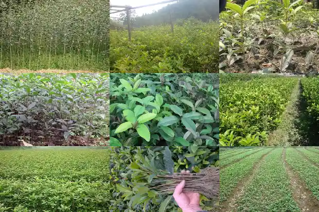 桂花树那个品种好看又好养又好看1685840437490
