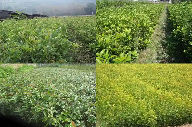 桂花树那个品种好看又好养又好看1685840437536
