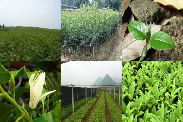 桂花的花语和寓意是什么1690677294261