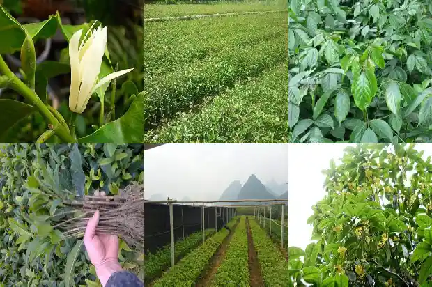桂花树什么树型好看耐寒又好养1685840462398