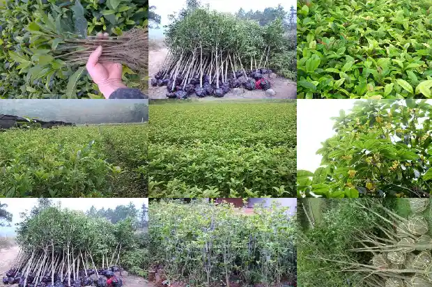 桂花树什么树型好看耐寒又好养1685840462444