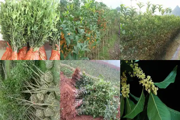 桂花树什么树型好看耐寒又好养1685840462490