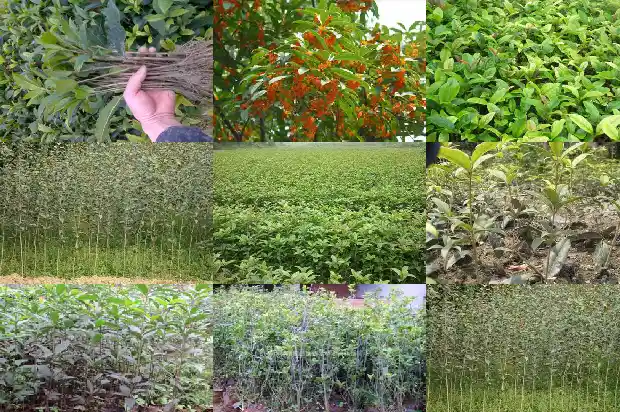 桂花树什么树型好看耐寒又好养1685840462536