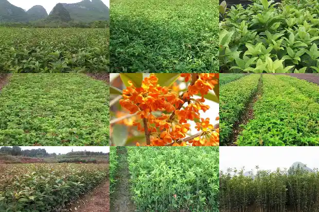 哪种桂花树型最美丽1685840472154