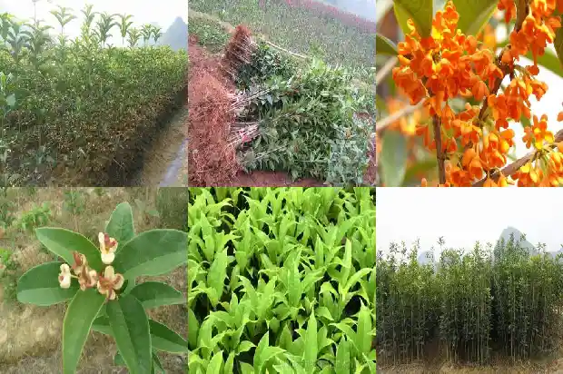 哪种桂花树型最美丽1685840472250