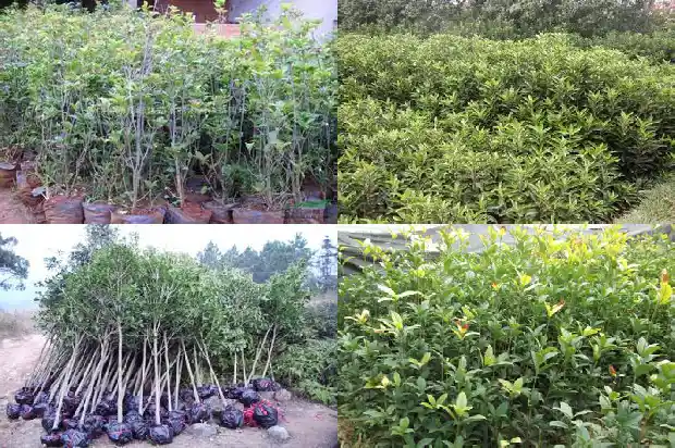哪种桂花树形最好看又好养活1685840481860
