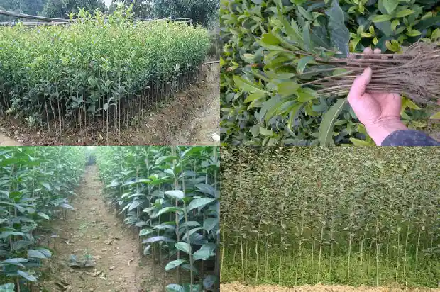 哪种桂花树形最好看的树1685840492039