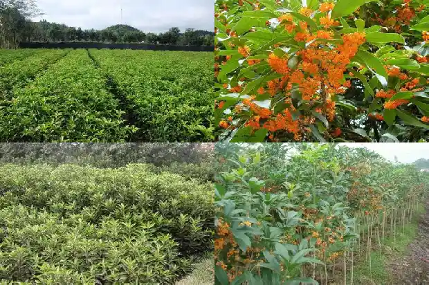 哪种桂花树形最好看的树1685840492086