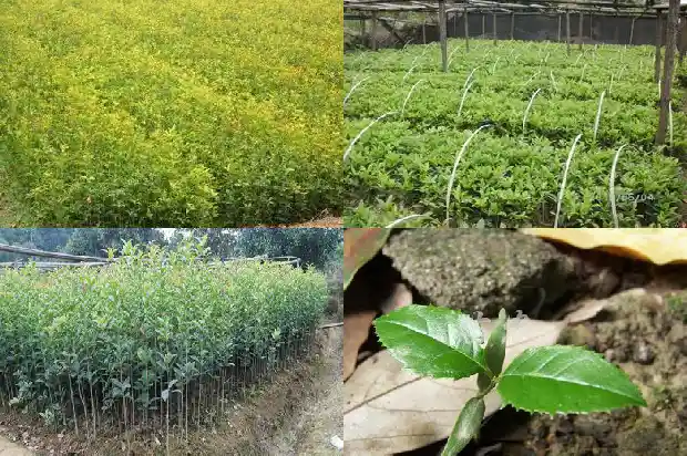 哪种桂花树形最好看的树1685840492133