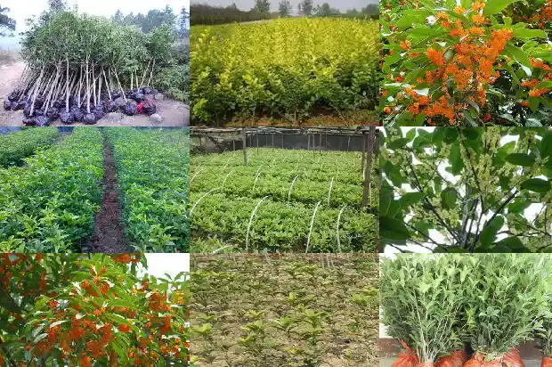 桂花树什么形状比较好养1685840507089