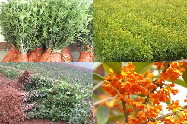 桂花树什么形状比较好养1685840507137