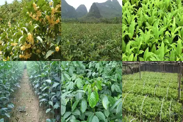 桂花树的品种哪个最好养活1685840530838