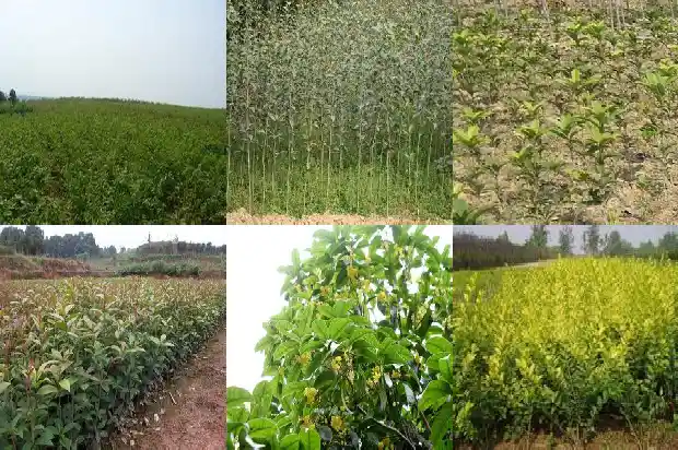 桂花树的品种哪个最好养活1685840530934