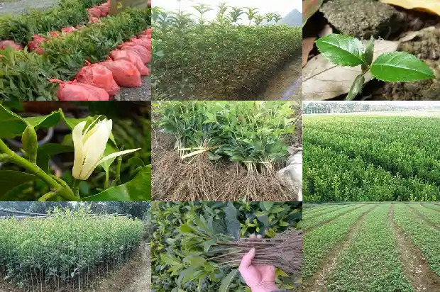 桂花树的品种哪个最好养活1685840530981