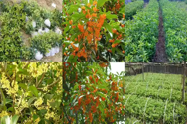 桂花只有一种颜色吗1688793293372