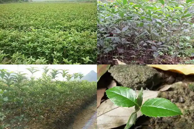 桂花树的品种哪个最好看又好养1685840540684