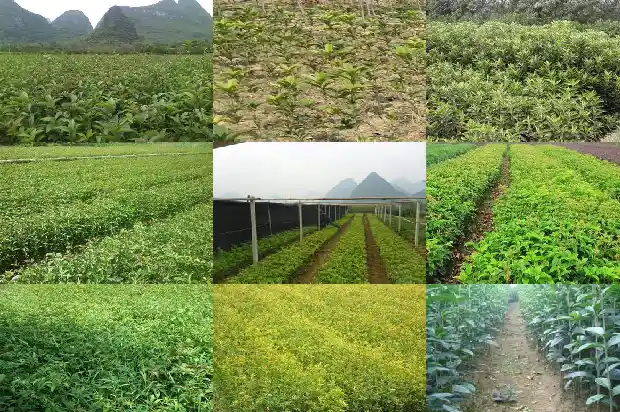 桂花树品种哪个最好最香的1685840549949
