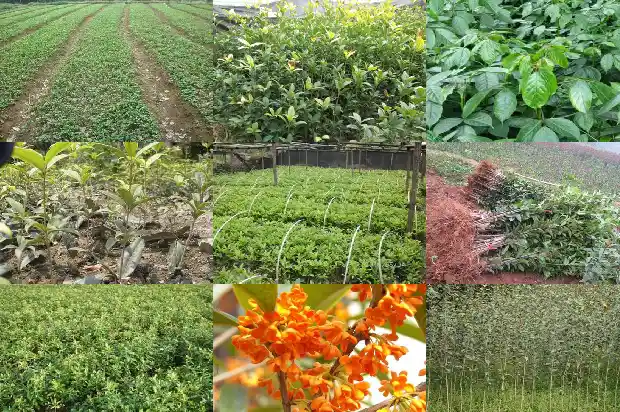 桂花树品种哪个最好养花期长又好养1685840557261