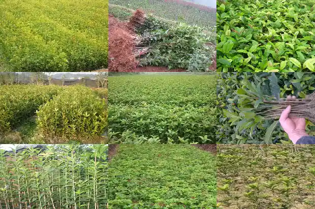 桂花树品种哪个药用价值高一点好呢1685840572062