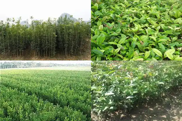 桂花树10公分长多久开花1690072833986