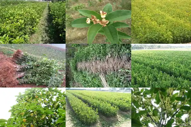药材桂枝是桂花树吗1685840606872
