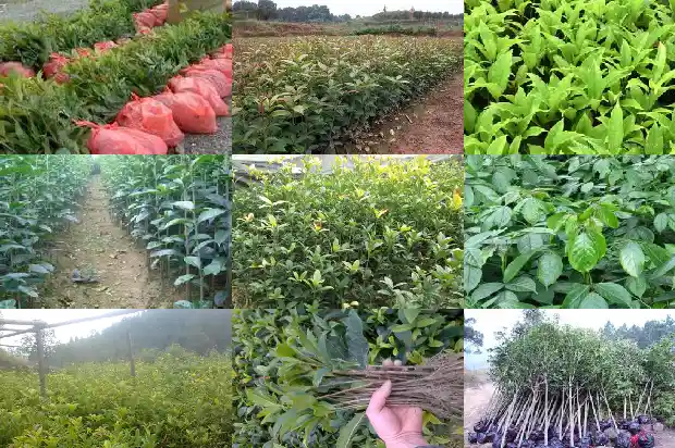 药材桂枝是桂花树吗1685840606920