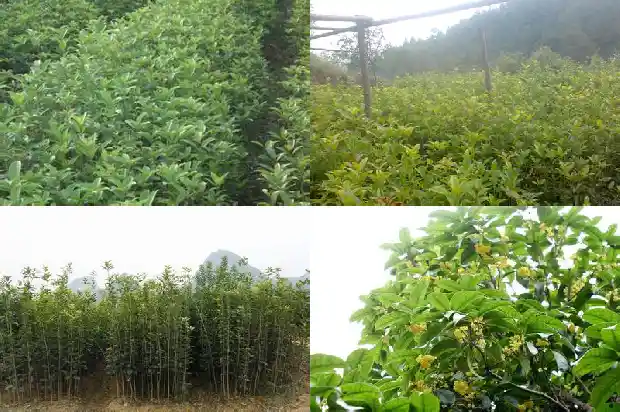 八月桂花没有开1688947884748