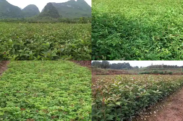 桂花树叶的药用价值和营养价值1685840623982
