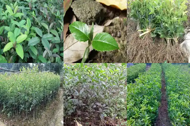 桂花多高温度发芽1690676729273
