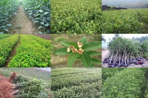 桂花树叶放床下是放干的还是湿的1685840633708