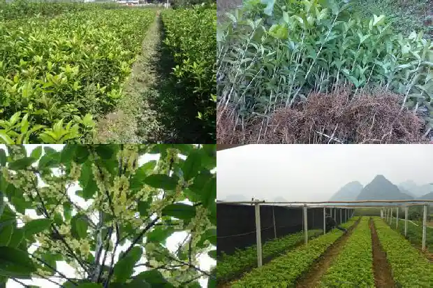 桂花树叶放床下是放干的还是湿的1685840633755