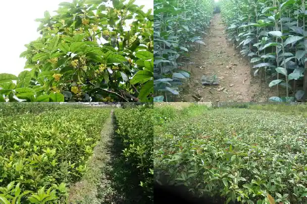 桂花树叶放床下是放干的还是湿的1685840633803
