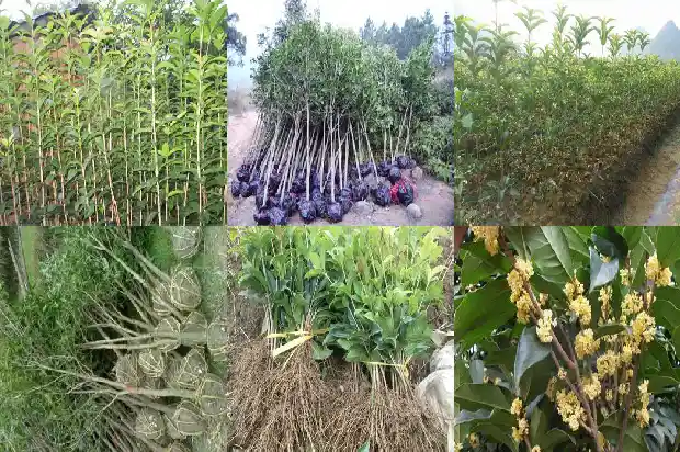 桂花里面的品种树哪个好养些1685840641220