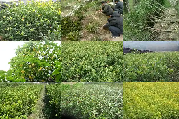 桂花里面的品种树哪个好活一点1685923848822