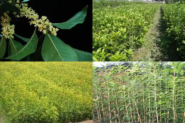 桂花树中哪个品种最好活1685923888552
