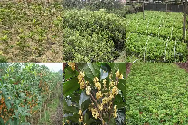 桂花树哪个品种好养活又好看1685923951969
