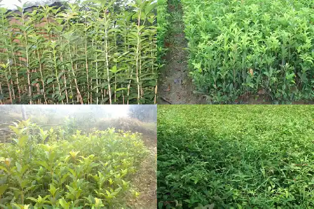 桂花树哪个品种好养活又好看1685923952064