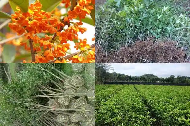 桂花树品种哪个可以吃的好一点1685924215977