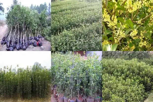 桂花树品种哪个可以吃的最好养1685924241143