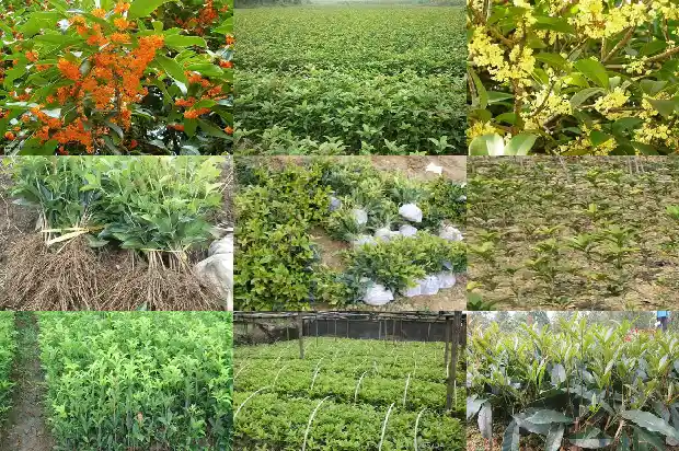 桂花树品种哪个可以吃的最好养1685924241189