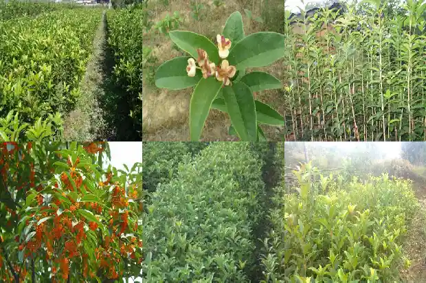 桂花树能吃吗1685924300384