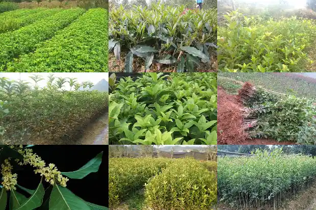 桂花树能吃吗1685924300430